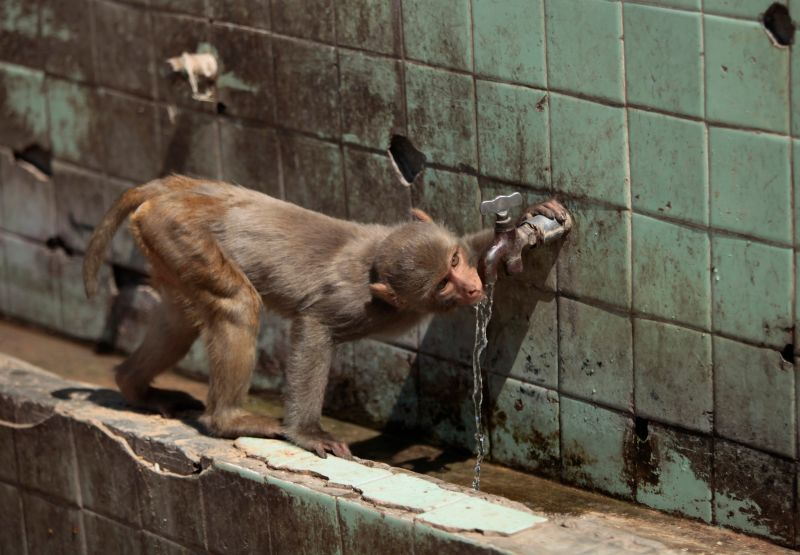 Un mono en Jammu, India